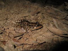 Leptodactylus macrosternum