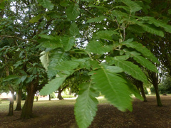 Hedlundia thuringiaca