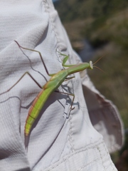 Paramantis sacra