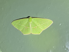 Tanaoctenia haliaria