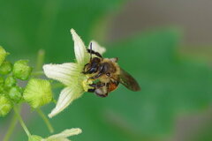 Andrena florea