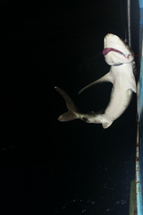 Carcharhinus longimanus