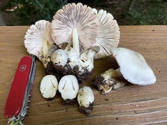 Volvariella volvacea
