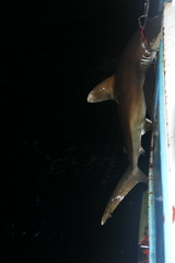 Carcharhinus longimanus