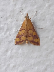 Pyrausta phoenicealis