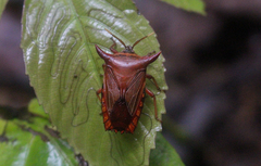 Pygoplatys lunatus