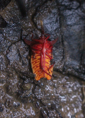 Pygoplatys lunatus