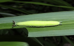Melanitis phedima oitensis