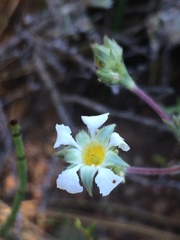 Ivesia sericoleuca