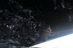 Carcharhinus longimanus