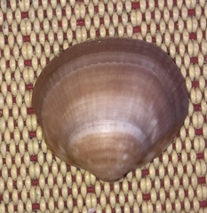 Glycymeris glycymeris