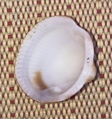 Glycymeris glycymeris