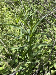 Asclepias fascicularis