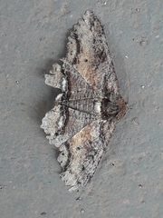 Zale sexplagiata