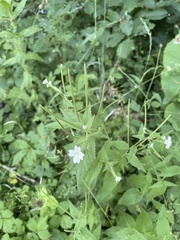 Epilobium montanum
