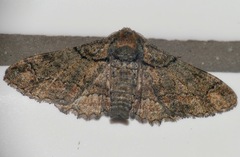 Omphalucha indeflexa