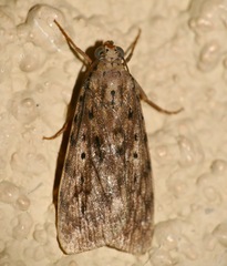 Sommeria meridionalis
