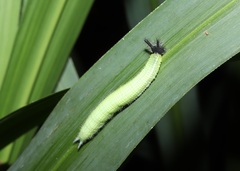 Melanitis phedima oitensis