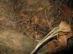 Leptodactylus macrosternum