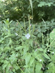 Epilobium montanum
