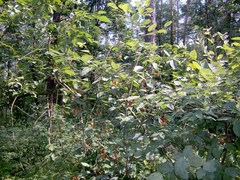 Cerasus