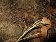 Leptodactylus macrosternum