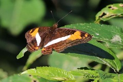 Adelpha malea