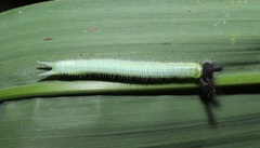 Melanitis phedima oitensis