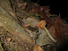 Leptodactylus macrosternum