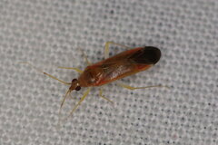 Phylus coryli
