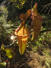 Nepenthes maxima