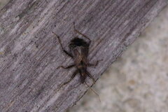 Himacerus mirmicoides