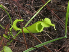 Nepenthes maxima