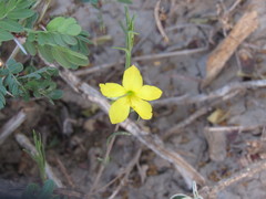 Talinum polygaloides
