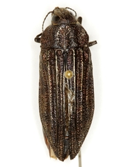 Polycesta elata