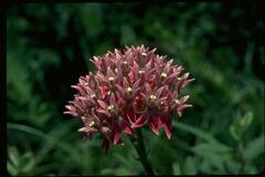 Asclepias rubra