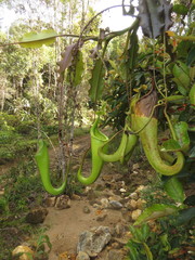 Nepenthes maxima