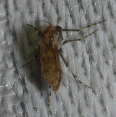 Chaoborus punctipennis