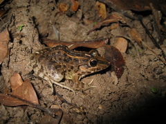 Leptodactylus macrosternum