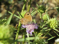 Coenonympha thyrsis