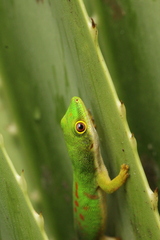 Phelsuma quadriocellata bimaculata
