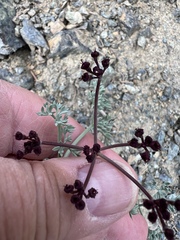 Lomatium cuspidatum