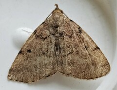 Zanclognatha dentata