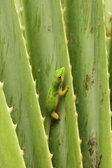 Phelsuma quadriocellata bimaculata