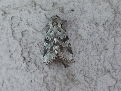Bryolymnia viridata