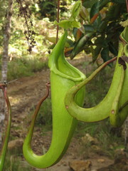 Nepenthes maxima