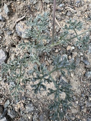 Lomatium cuspidatum