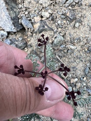 Lomatium cuspidatum