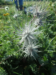 Pulsatilla albana