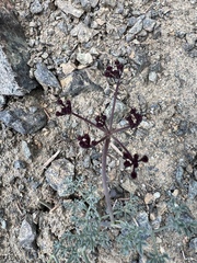 Lomatium cuspidatum